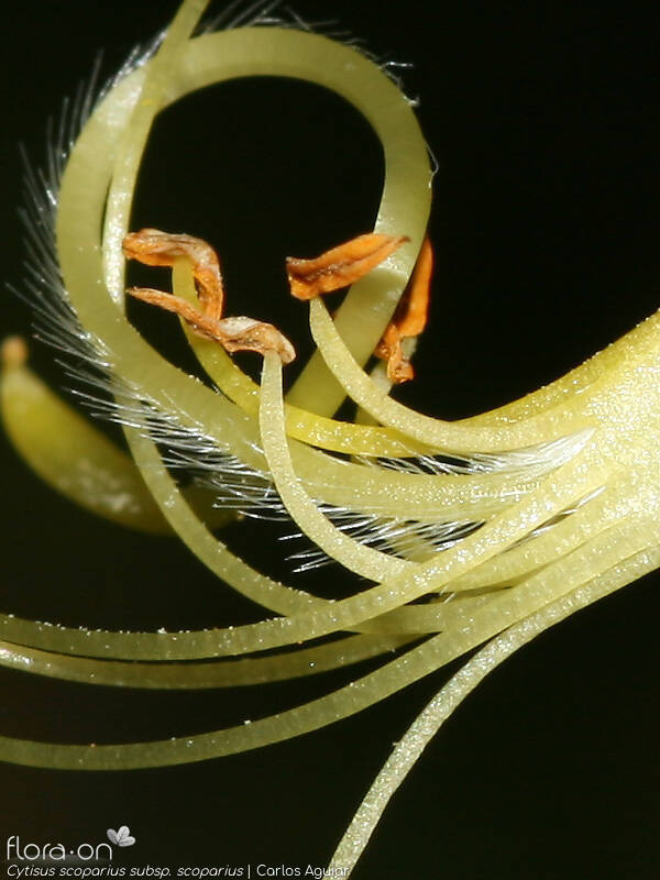 Cytisus scoparius scoparius - Estruturas reprodutoras | Carlos Aguiar; CC BY-NC 4.0
