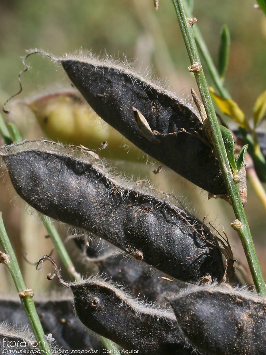 Cytisus scoparius scoparius - Fruto | Carlos Aguiar; CC BY-NC 4.0