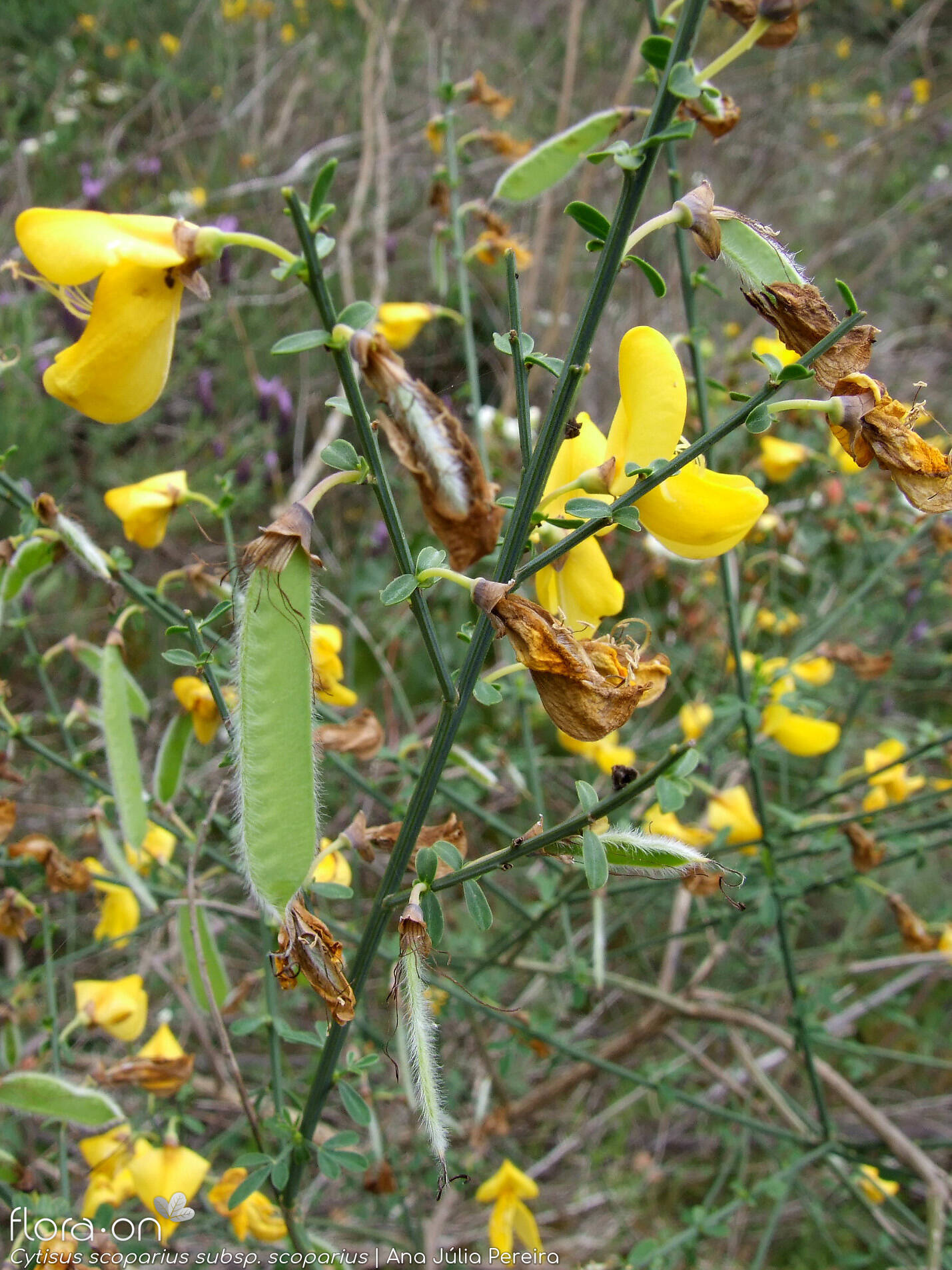 Cytisus scoparius scoparius - Flor (geral) | Ana Júlia Pereira; CC BY-NC 4.0