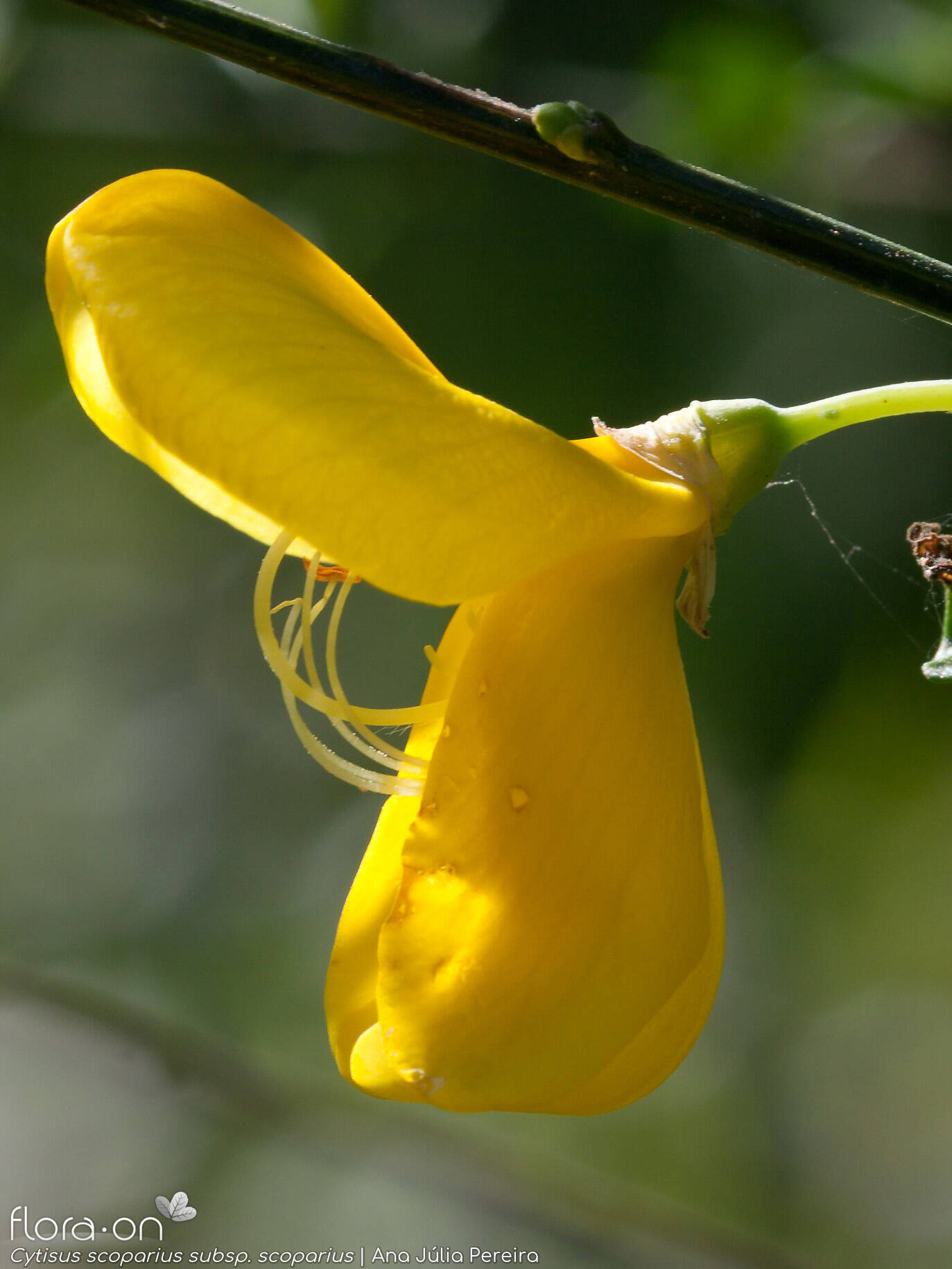 Cytisus scoparius scoparius - Flor (close-up) | Ana Júlia Pereira; CC BY-NC 4.0