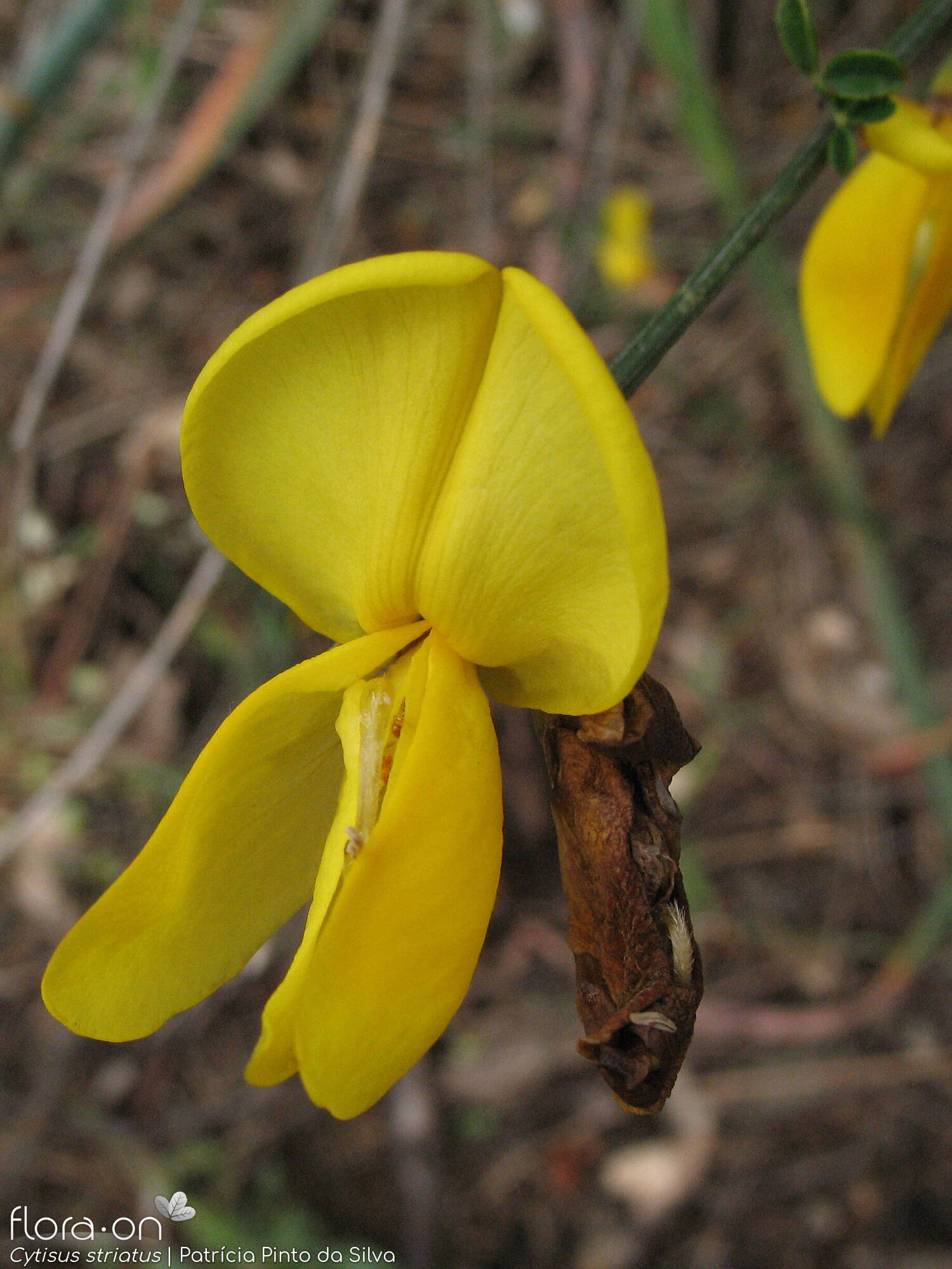 Cytisus striatus - Flor (close-up) | Patrícia Pinto da Silva; CC BY-NC 4.0