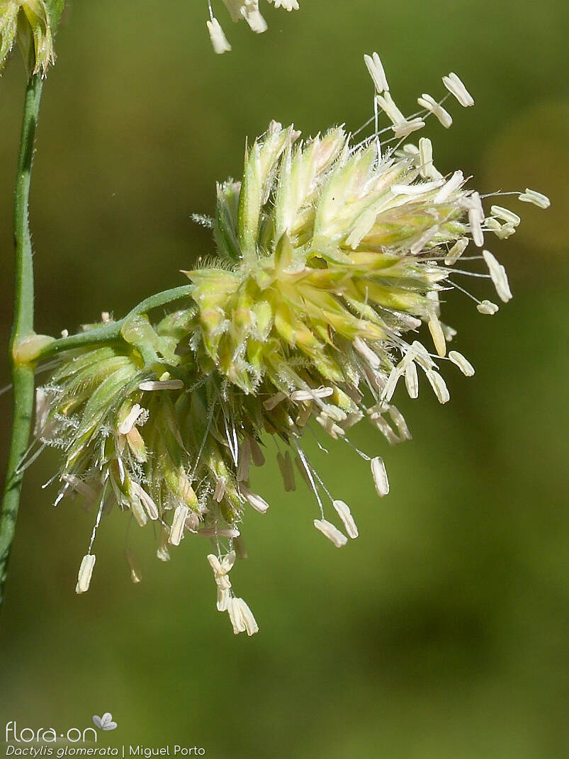 Dactylis glomerata - Flor (close-up) | Miguel Porto; CC BY-NC 4.0