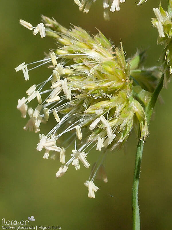 Dactylis glomerata - Flor (close-up) | Miguel Porto; CC BY-NC 4.0