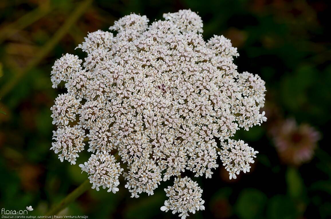 Daucus carota -  | Paulo Ventura Araújo; CC BY-NC 4.0