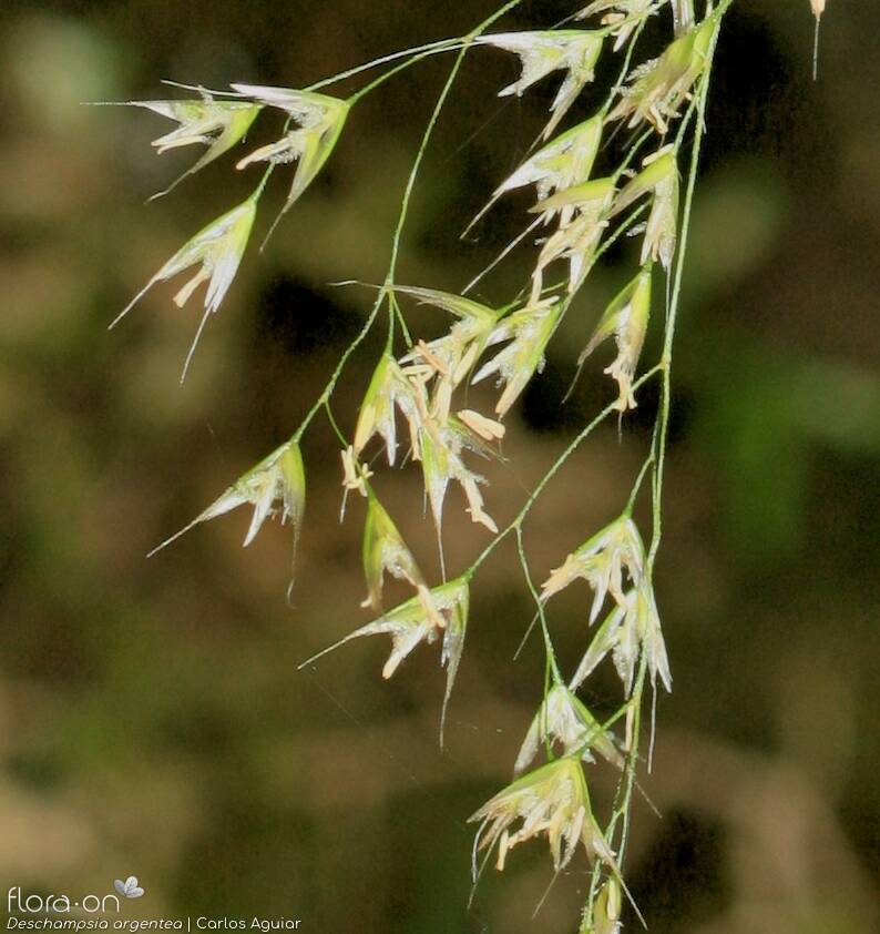 Deschampsia argentea - Flor (close-up) | Carlos Aguiar; CC BY-NC 4.0