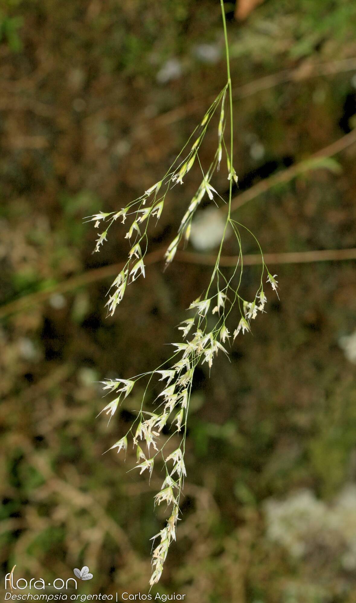 Deschampsia argentea - Flor (geral) | Carlos Aguiar; CC BY-NC 4.0