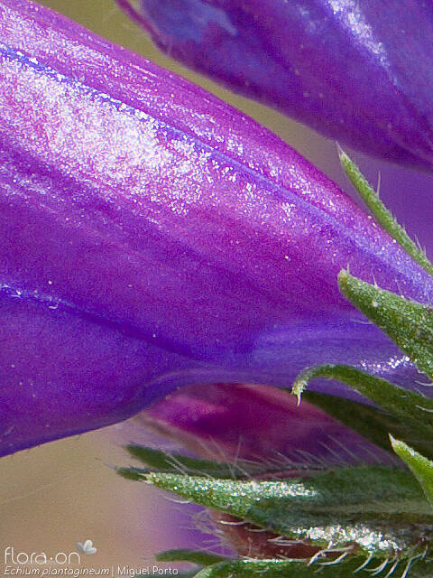 Echium plantagineum - Flor (close-up) | Miguel Porto; CC BY-NC 4.0