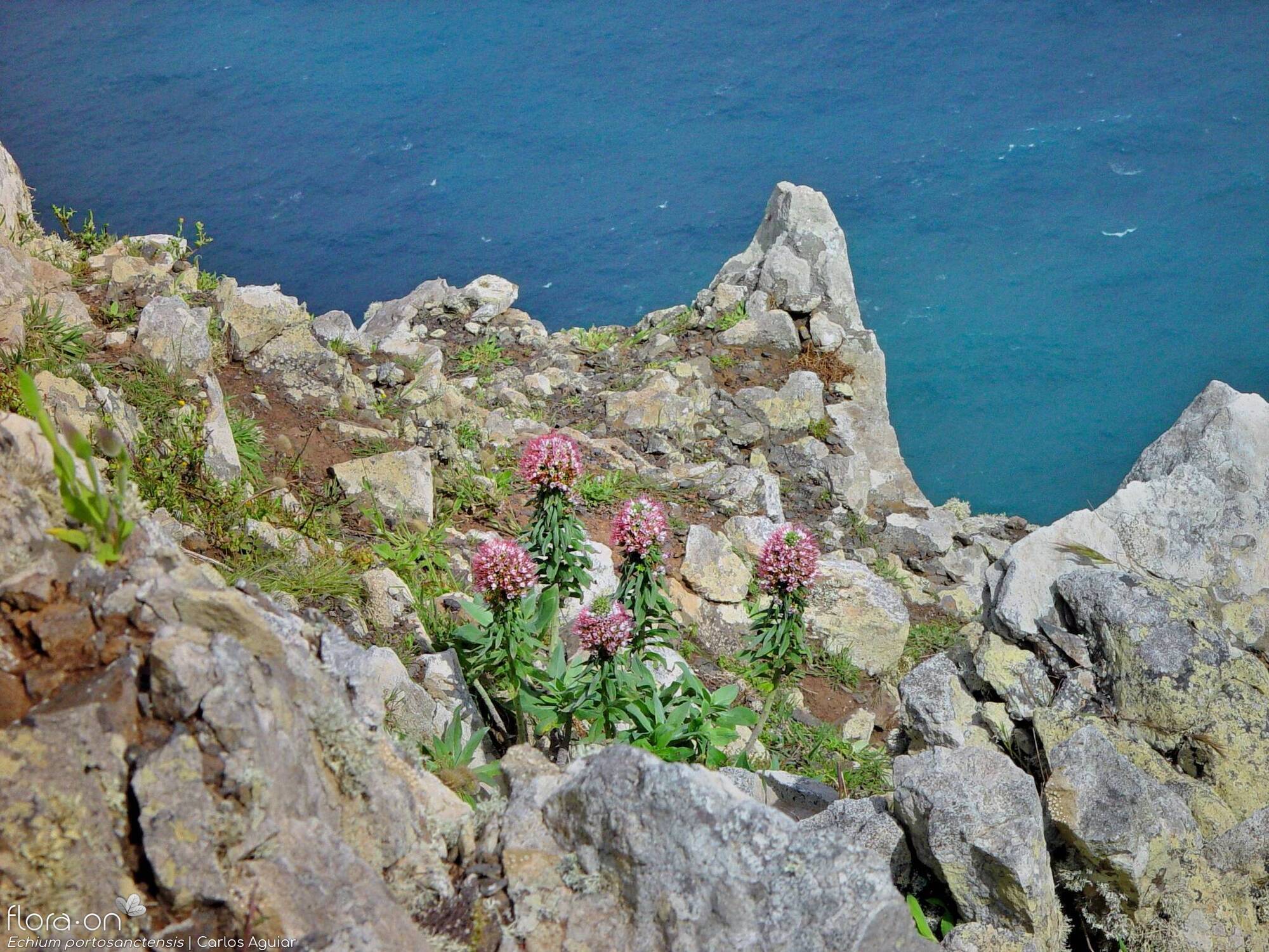 Echium portosanctensis - Habitat | Carlos Aguiar; CC BY-NC 4.0