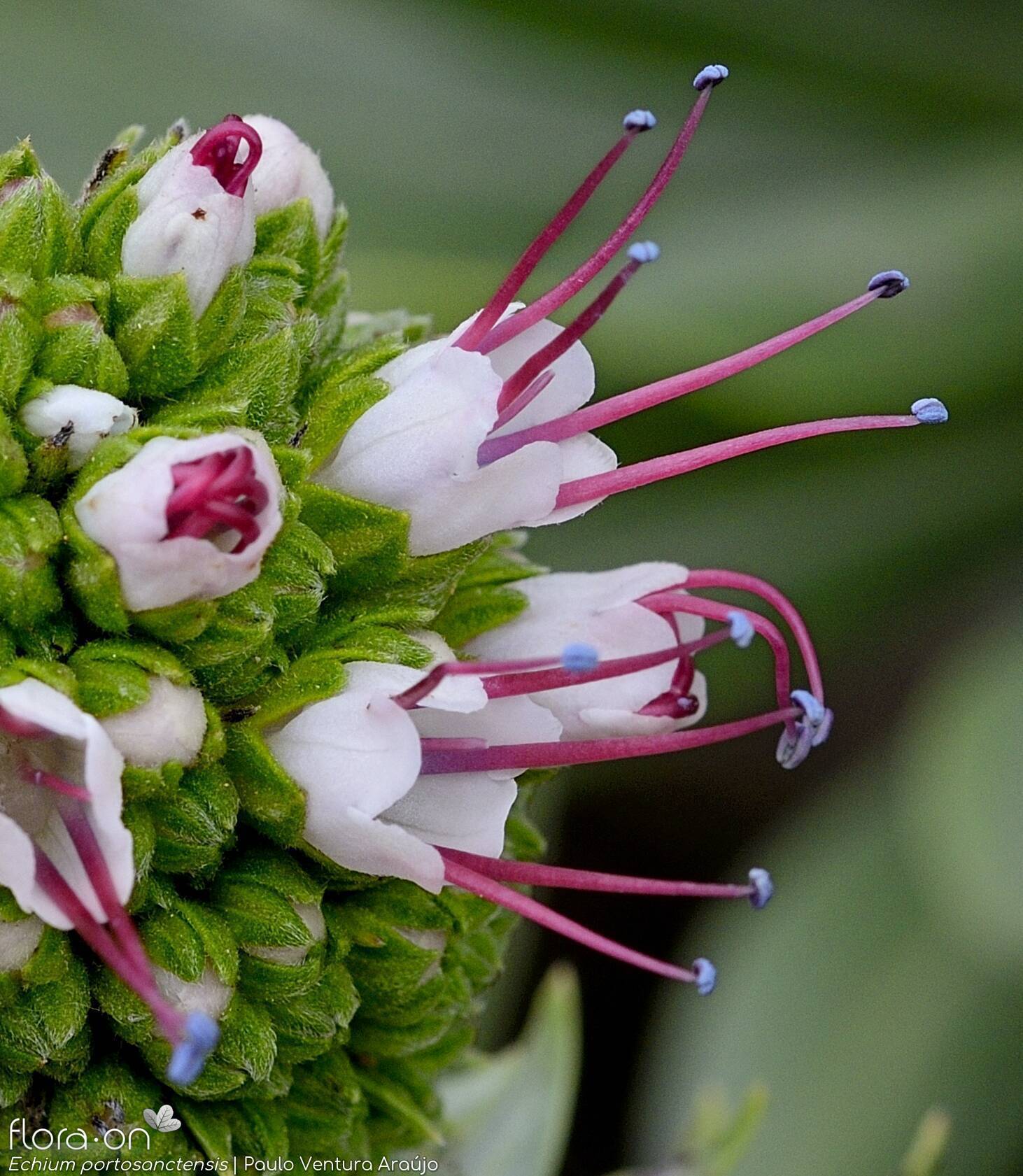 Echium portosanctensis - Flor (close-up) | Paulo Ventura Araújo; CC BY-NC 4.0