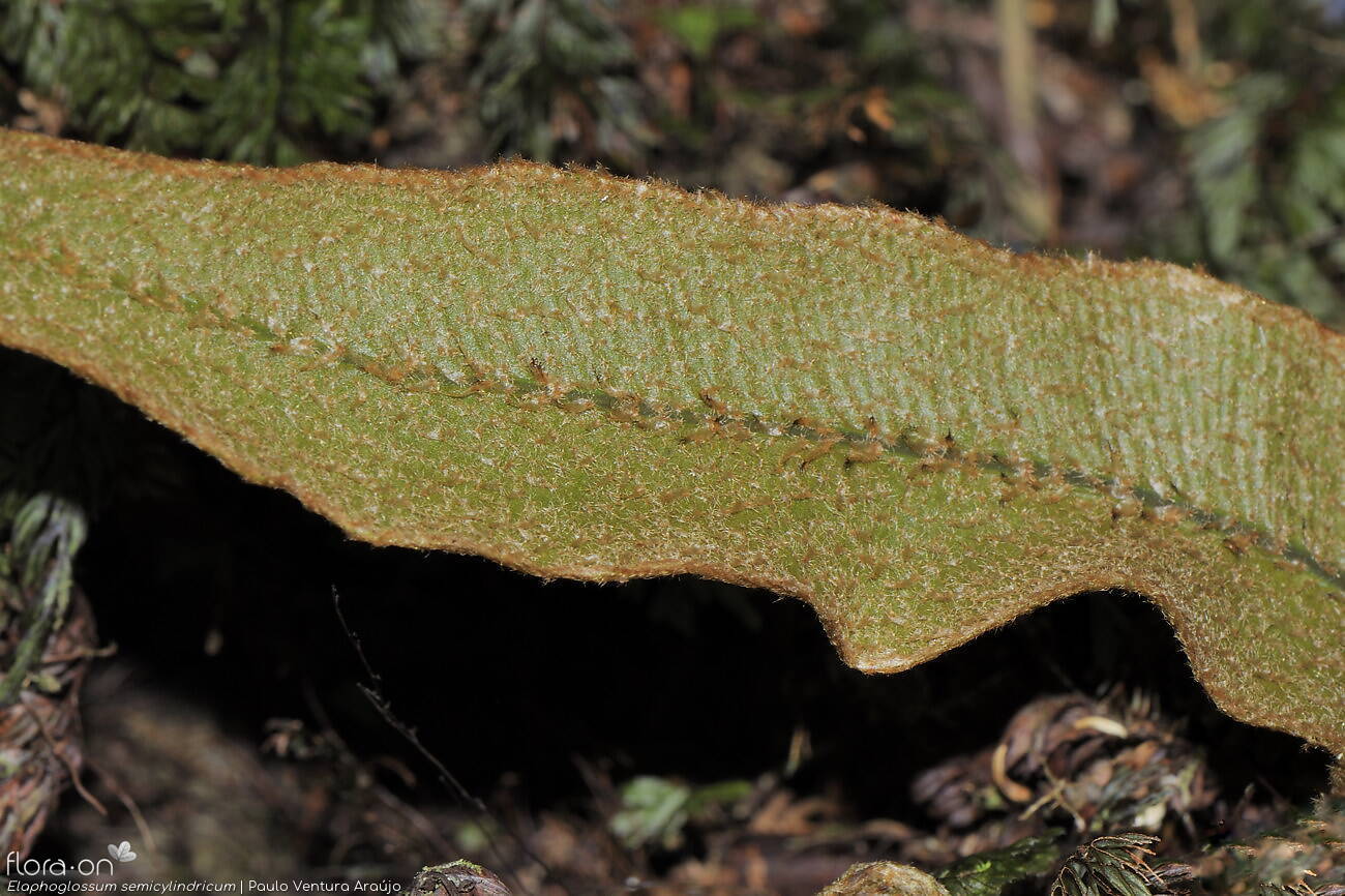 Elaphoglossum semicylindricum - Folha | Paulo Ventura Araújo; CC BY-NC 4.0