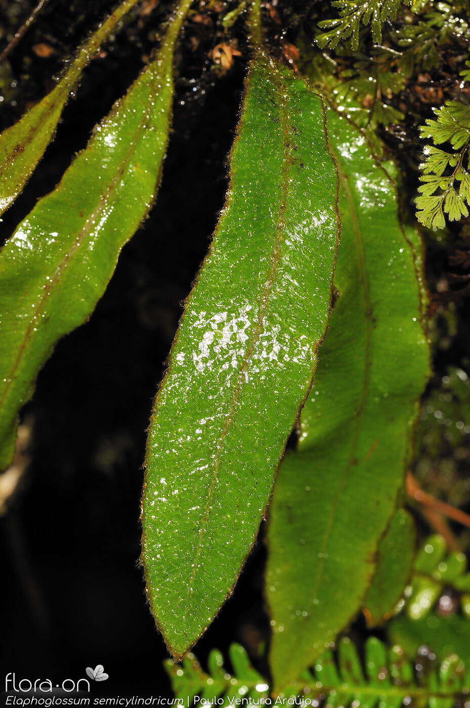 Elaphoglossum semicylindricum - Folha | Paulo Ventura Araújo; CC BY-NC 4.0