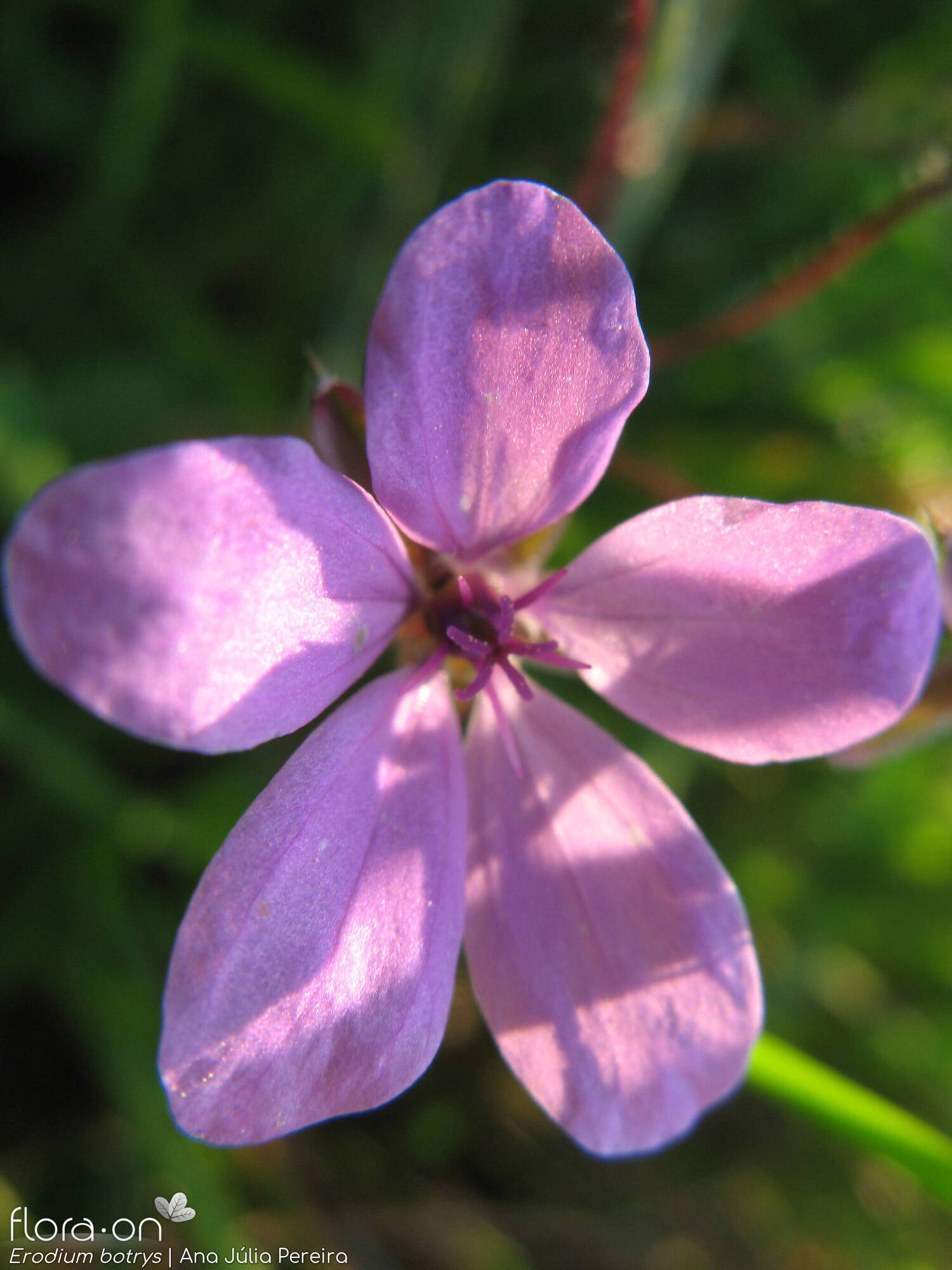 Erodium botrys - Flor (close-up) | Ana Júlia Pereira; CC BY-NC 4.0