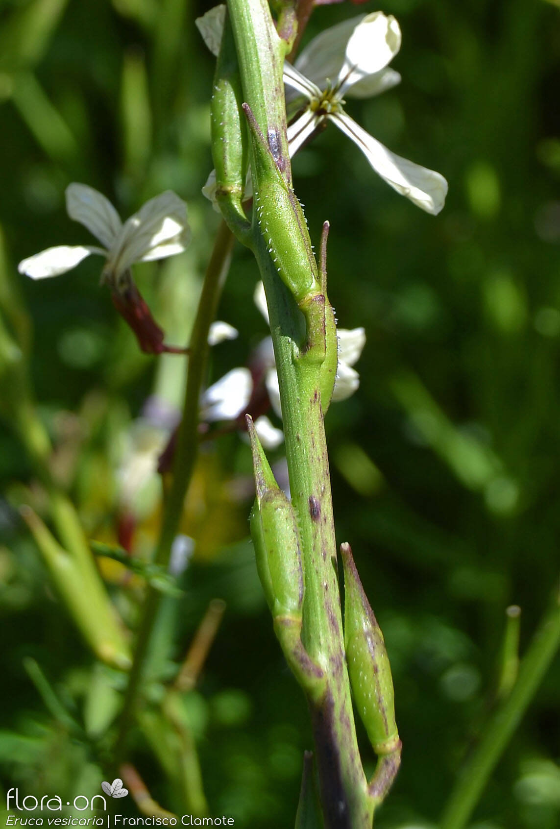 Eruca vesicaria - Fruto | Francisco Clamote; CC BY-NC 4.0