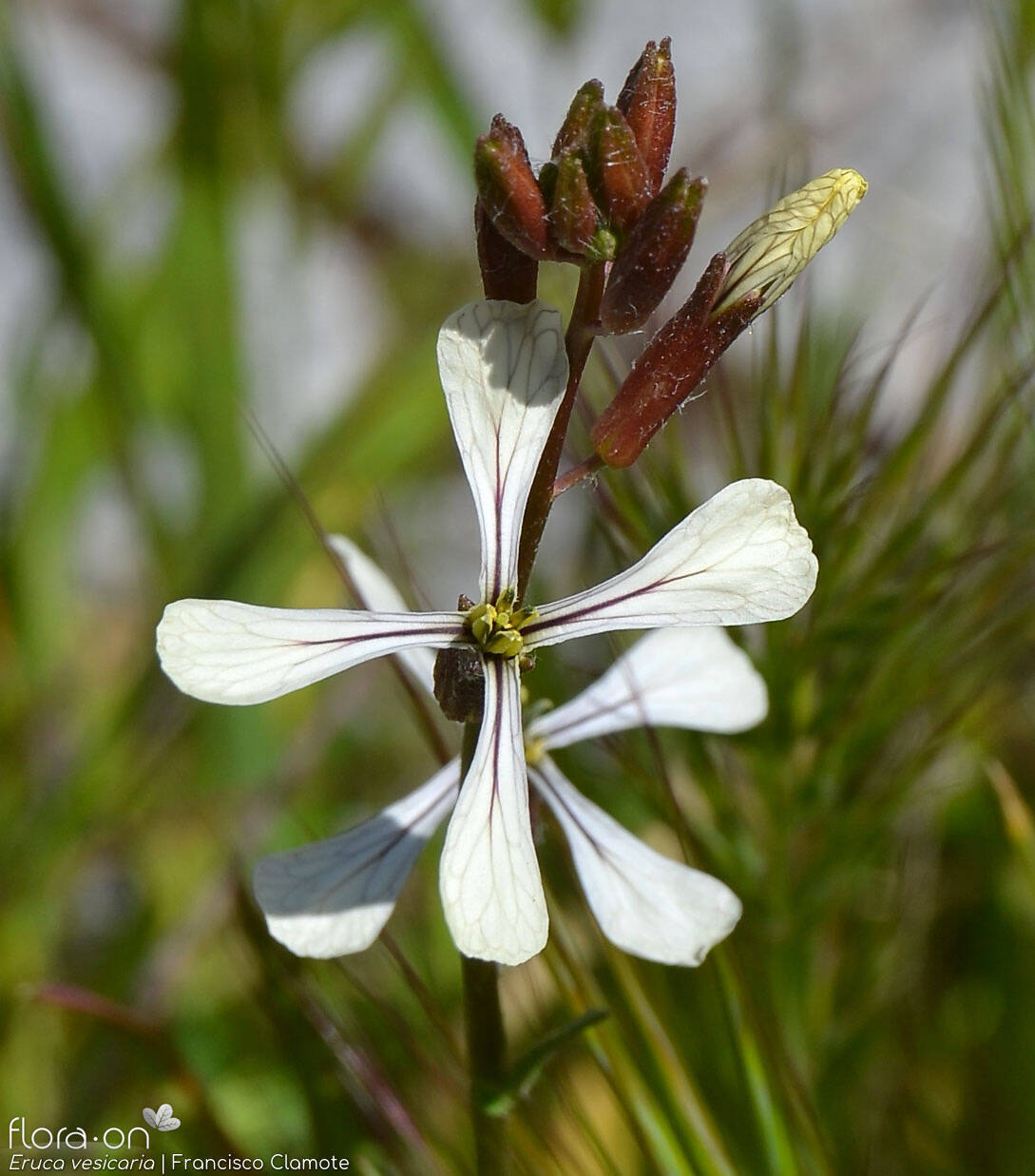 Eruca vesicaria - Flor (close-up) | Francisco Clamote; CC BY-NC 4.0