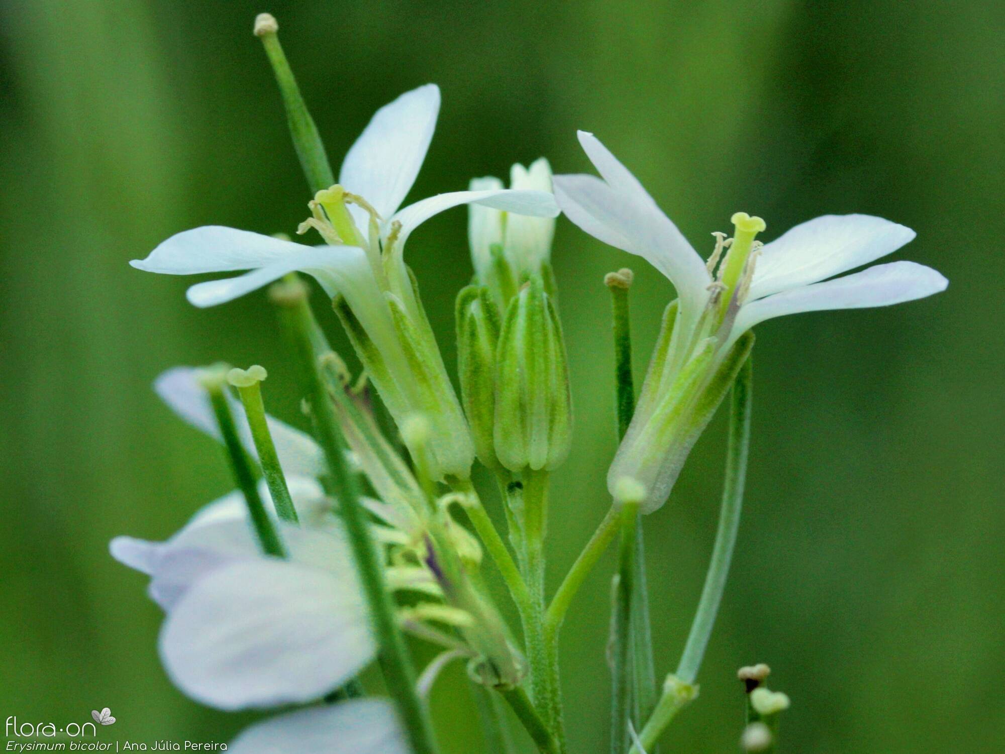 Erysimum bicolor - Flor (close-up) | Ana Júlia Pereira; CC BY-NC 4.0
