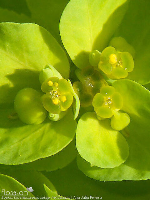 Euphorbia helioscopia helioscopia - Flor (close-up) | Ana Júlia Pereira; CC BY-NC 4.0