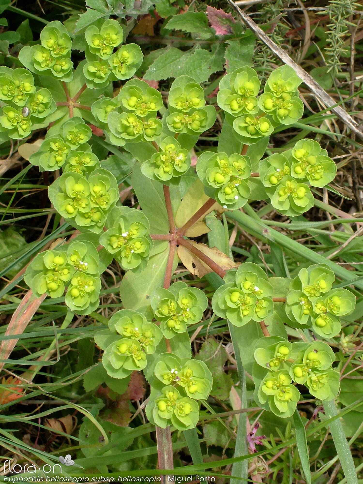 Euphorbia helioscopia helioscopia - Flor (geral) | Miguel Porto; CC BY-NC 4.0