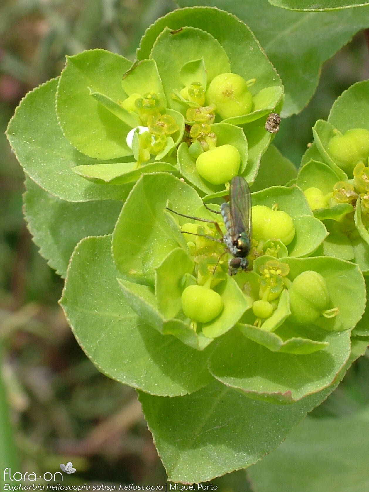 Euphorbia helioscopia helioscopia - Flor (geral) | Miguel Porto; CC BY-NC 4.0