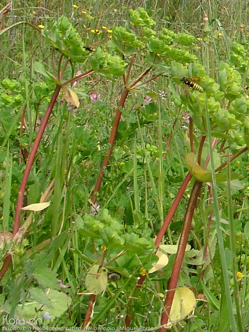 Euphorbia helioscopia helioscopia - Hábito | Miguel Porto; CC BY-NC 4.0