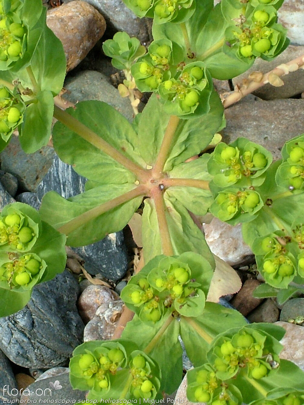 Euphorbia helioscopia helioscopia - Bráctea | Miguel Porto; CC BY-NC 4.0