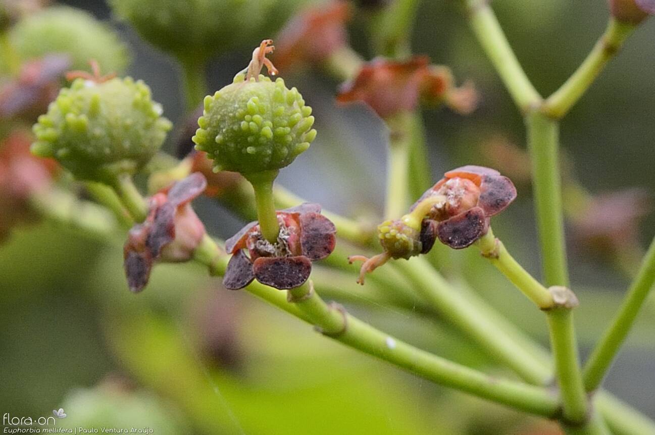 Euphorbia mellifera - Fruto | Paulo Ventura Araújo; CC BY-NC 4.0