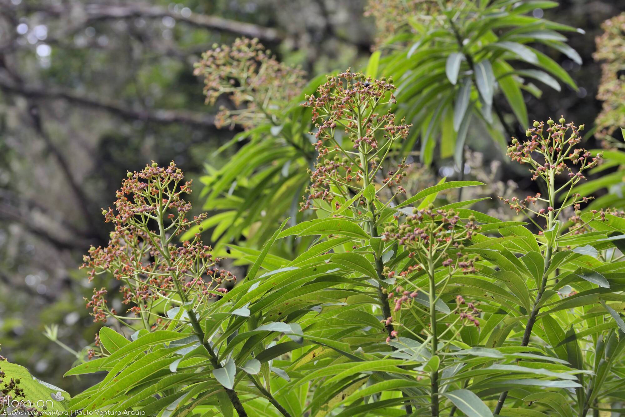 Euphorbia mellifera - Flor (geral) | Paulo Ventura Araújo; CC BY-NC 4.0