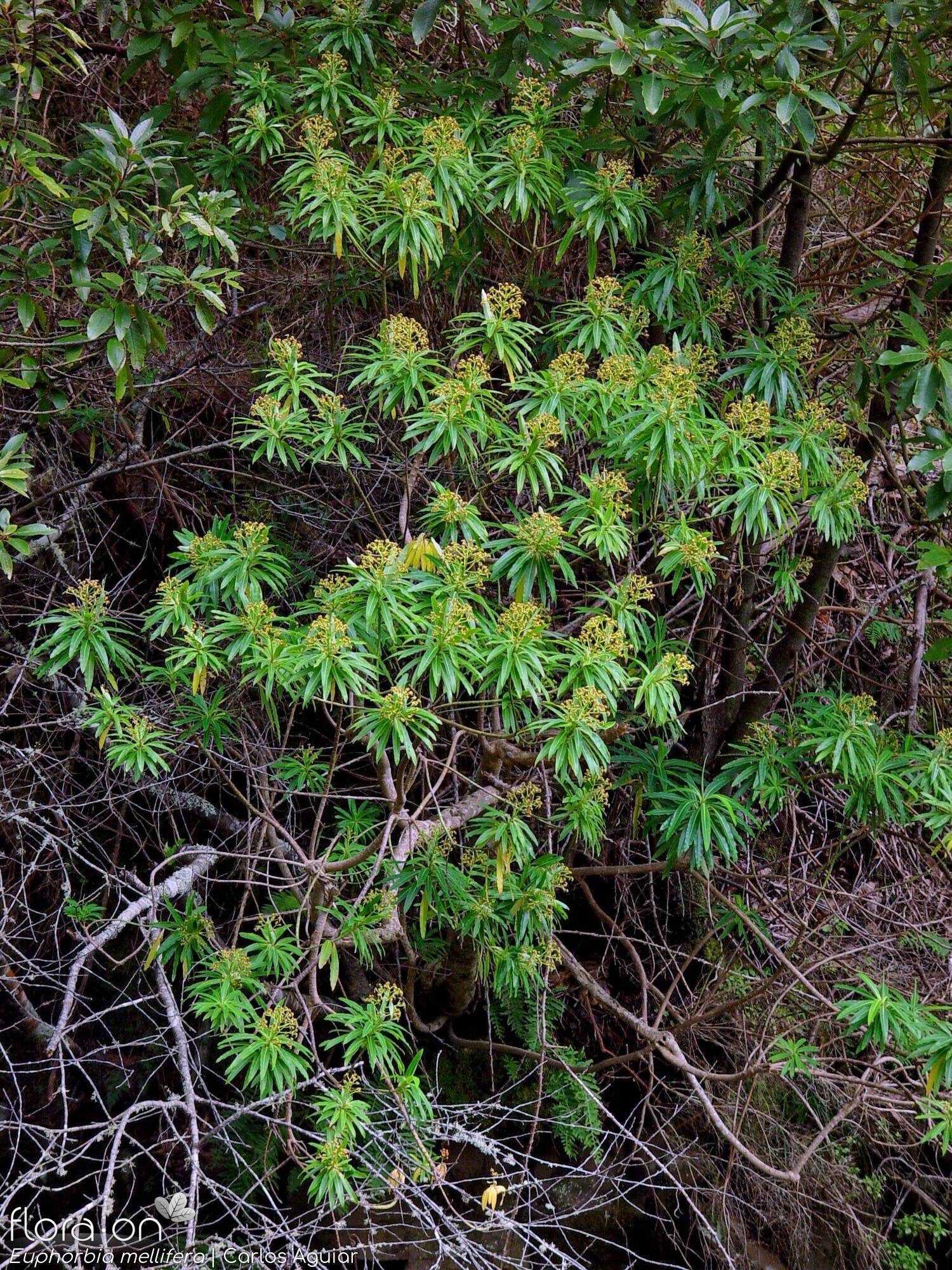 Euphorbia mellifera - Hábito | Carlos Aguiar; CC BY-NC 4.0