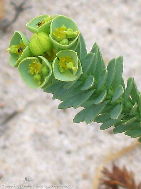 Euphorbia paralias - Flor (close-up) | João Domingues Almeida; CC BY-NC 4.0