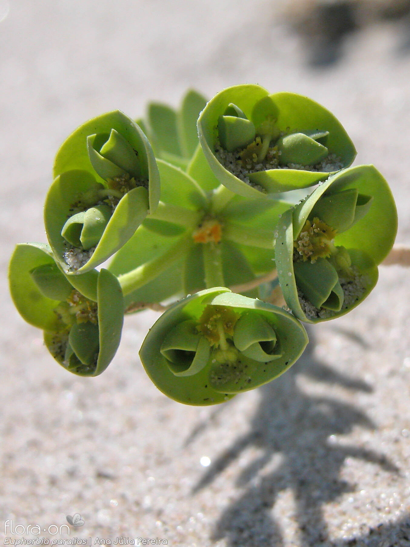 Euphorbia paralias - Flor (close-up) | Ana Júlia Pereira; CC BY-NC 4.0