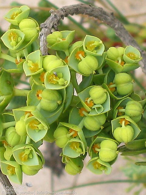 Euphorbia paralias - Fruto | João Domingues Almeida; CC BY-NC 4.0