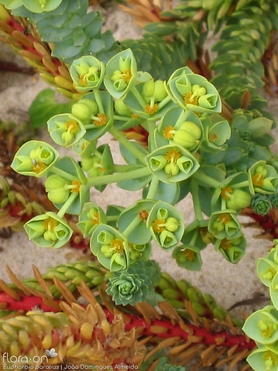 Euphorbia paralias - Flor (geral) | João Domingues Almeida; CC BY-NC 4.0