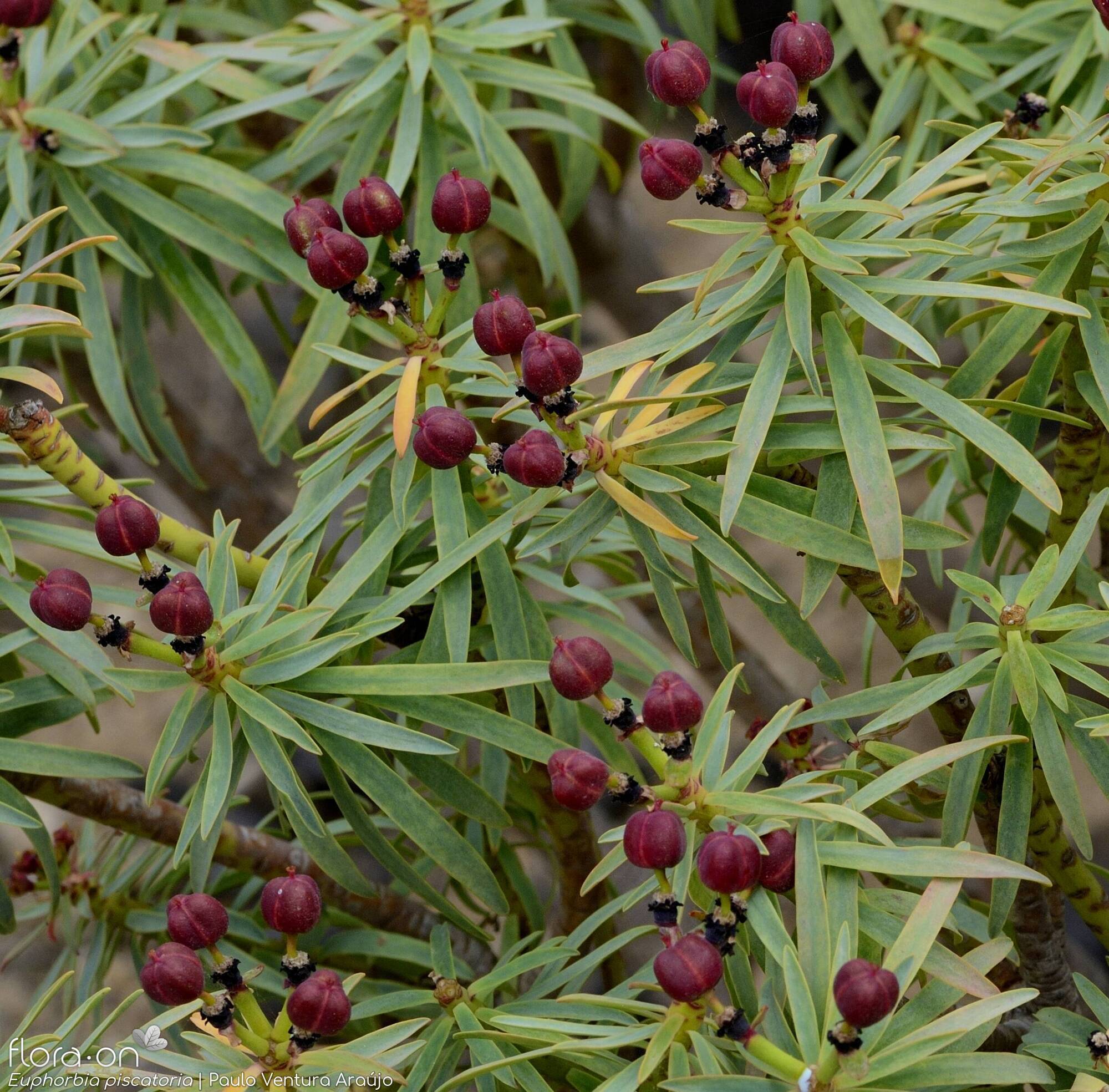 Euphorbia piscatoria - Fruto | Paulo Ventura Araújo; CC BY-NC 4.0