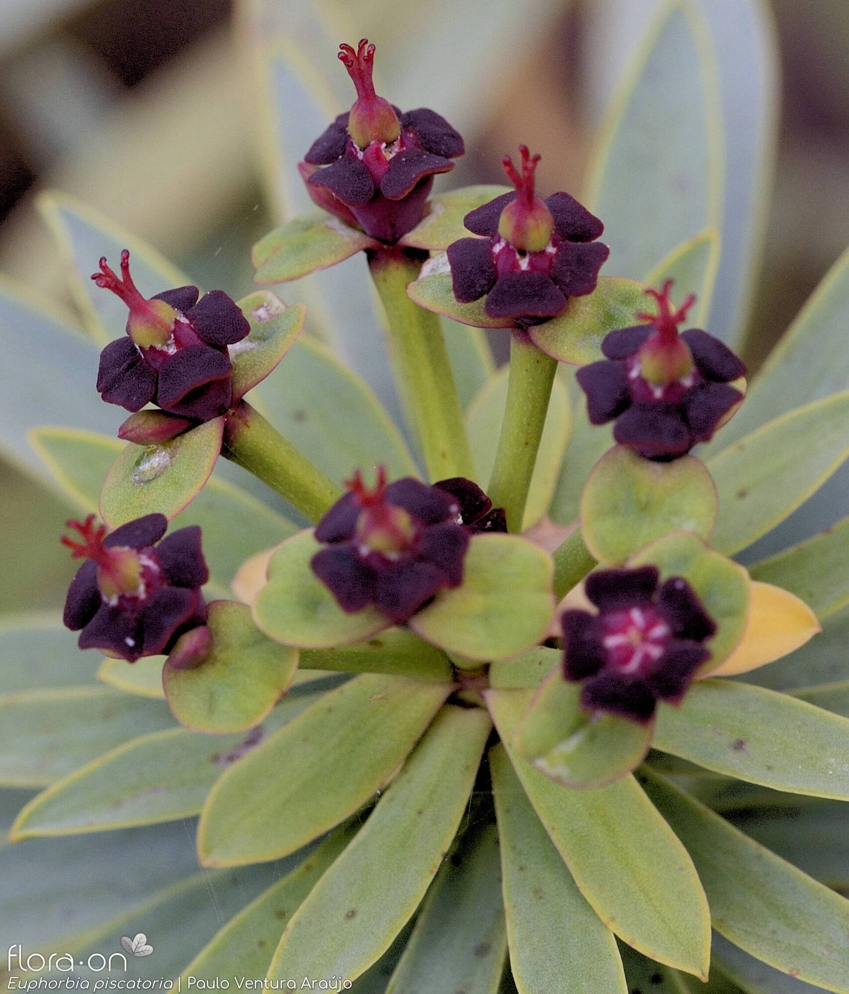 Euphorbia piscatoria - Flor (close-up) | Paulo Ventura Araújo; CC BY-NC 4.0