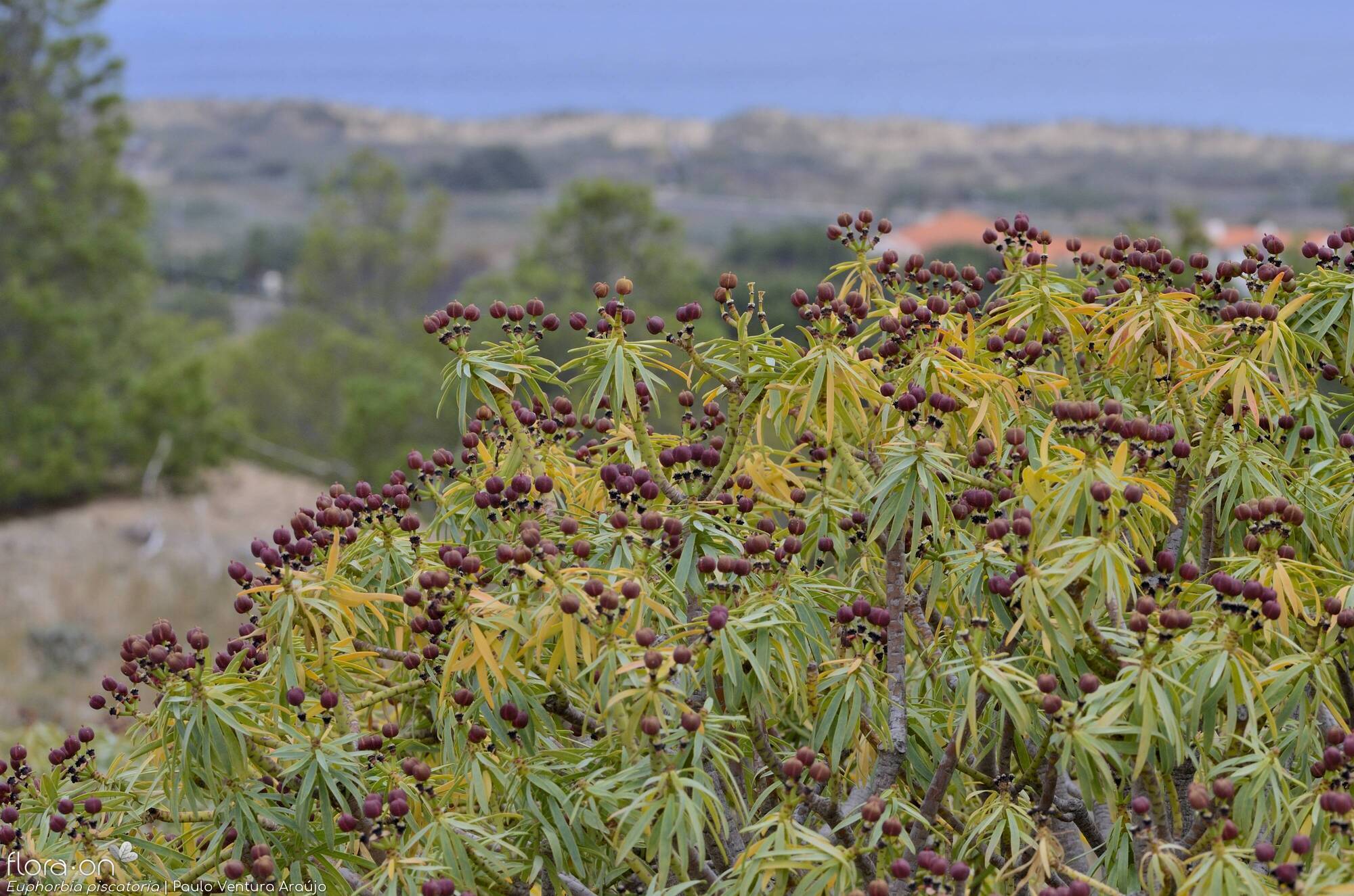 Euphorbia piscatoria - Hábito | Paulo Ventura Araújo; CC BY-NC 4.0