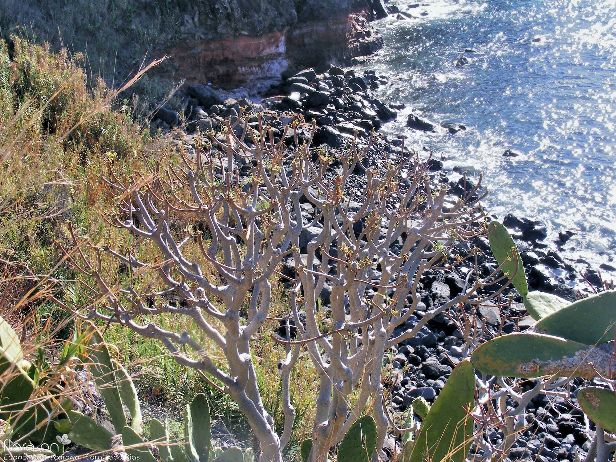 Euphorbia piscatoria - Hábito | Sara Lobo Dias; CC BY-NC 4.0