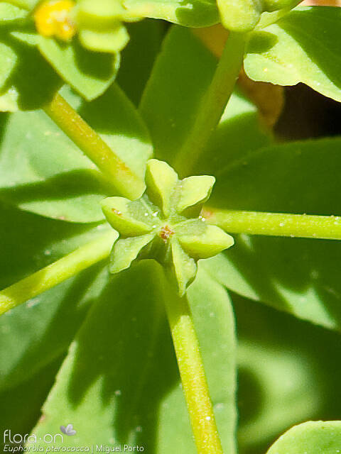Euphorbia pterococca - Fruto | Miguel Porto; CC BY-NC 4.0