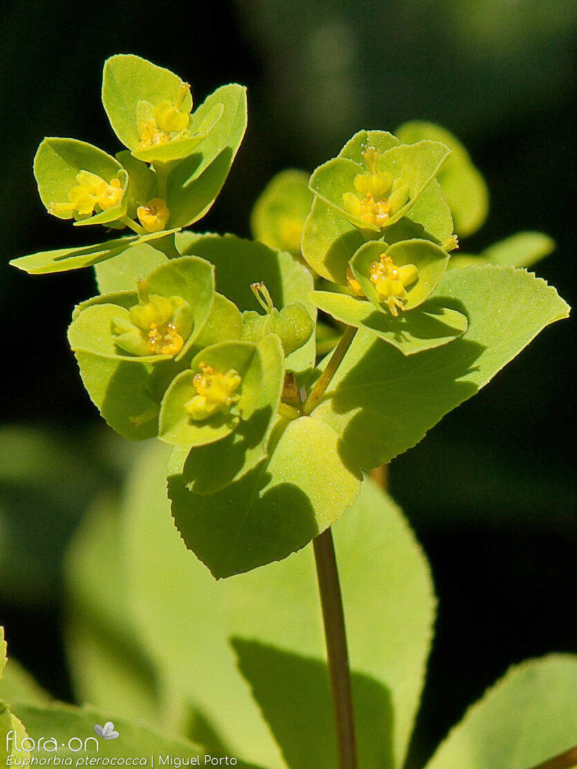 Euphorbia pterococca - Flor (geral) | Miguel Porto; CC BY-NC 4.0