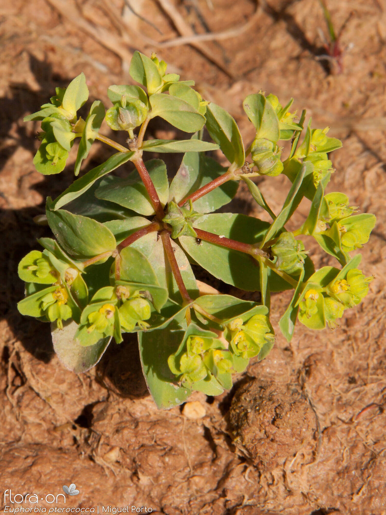 Euphorbia pterococca - Hábito | Miguel Porto; CC BY-NC 4.0
