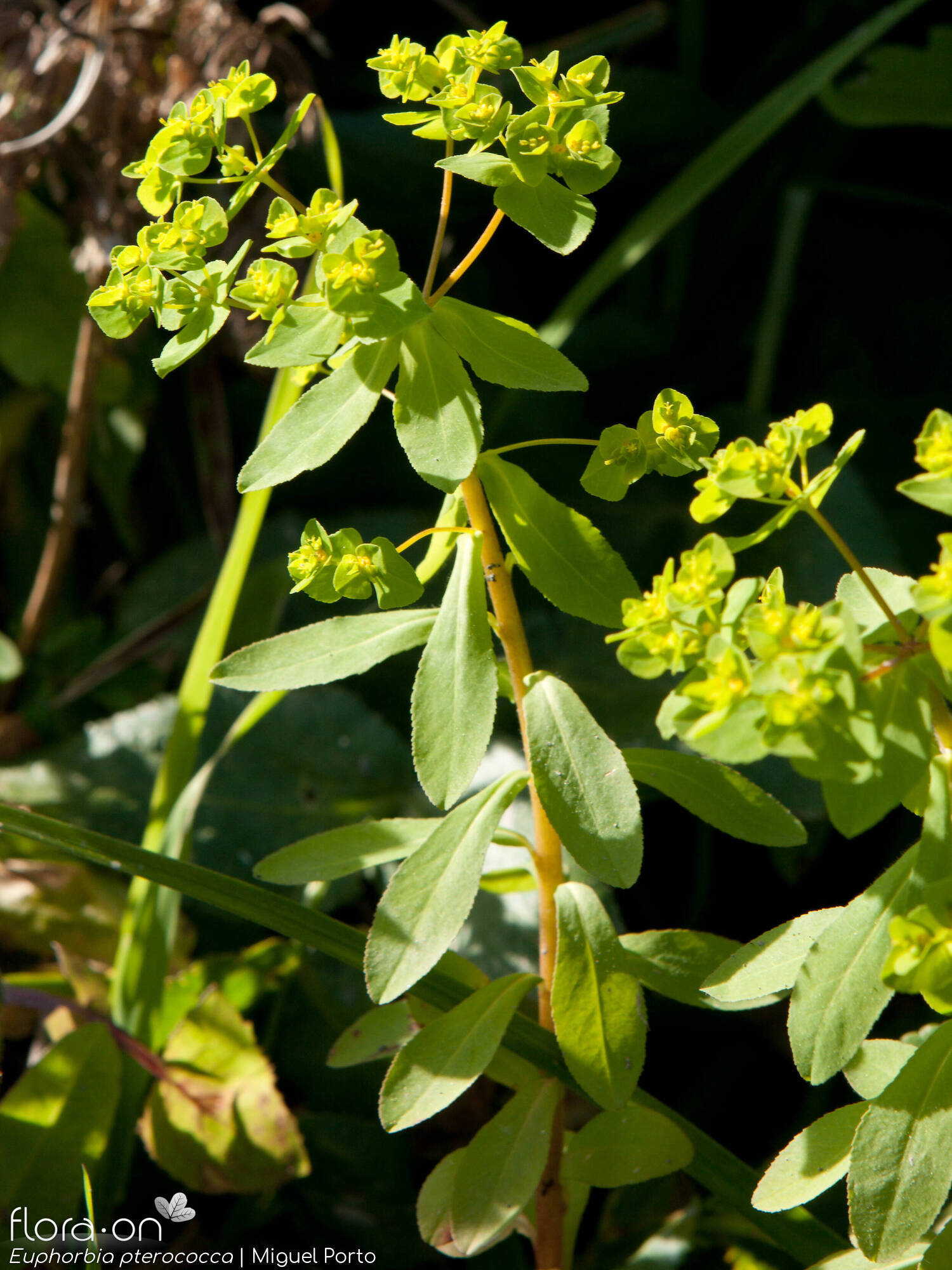 Euphorbia pterococca - Hábito | Miguel Porto; CC BY-NC 4.0