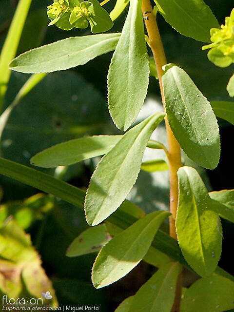 Euphorbia pterococca - Folha | Miguel Porto; CC BY-NC 4.0