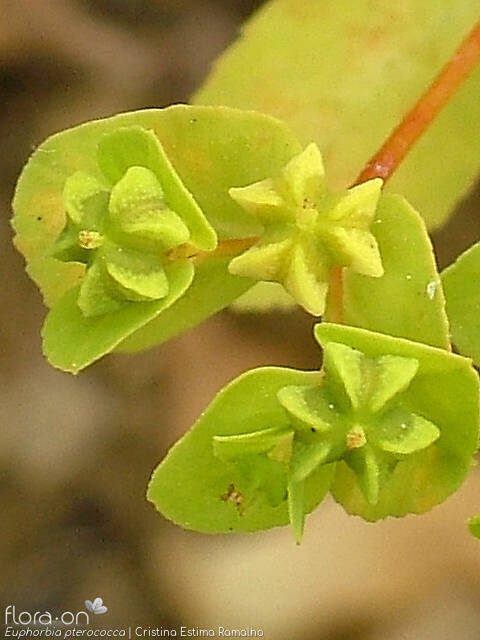 Euphorbia pterococca - Fruto | Cristina Estima Ramalho; CC BY-NC 4.0