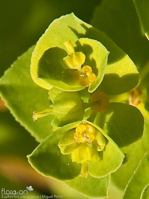 Euphorbia pterococca - Flor (close-up) | Miguel Porto; CC BY-NC 4.0