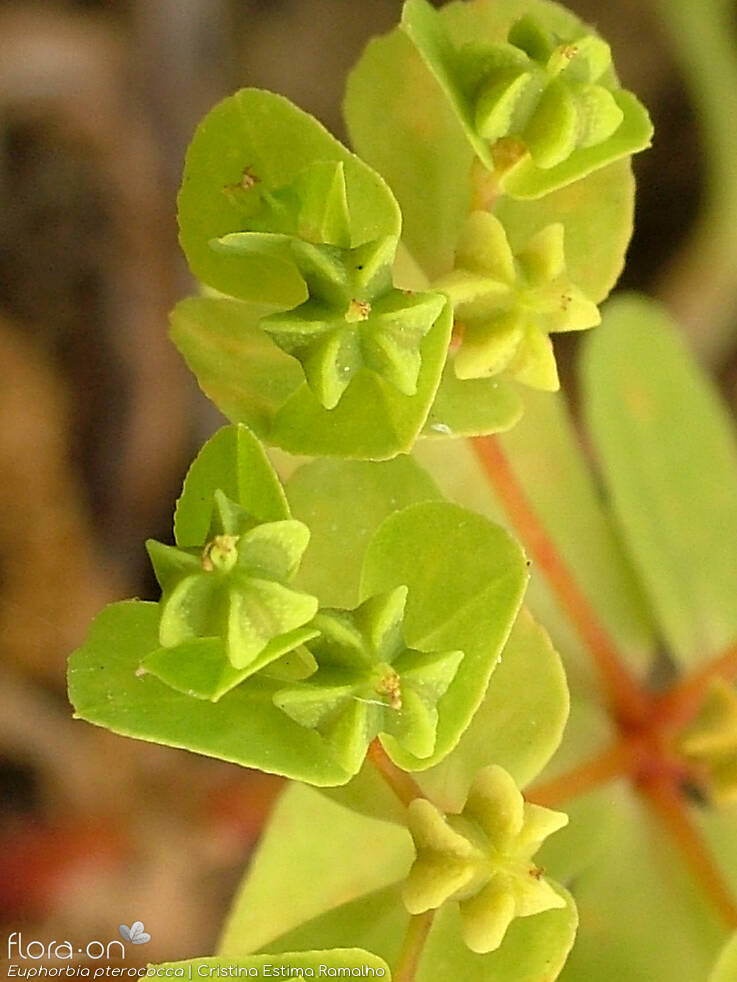 Euphorbia pterococca - Fruto | Cristina Estima Ramalho; CC BY-NC 4.0
