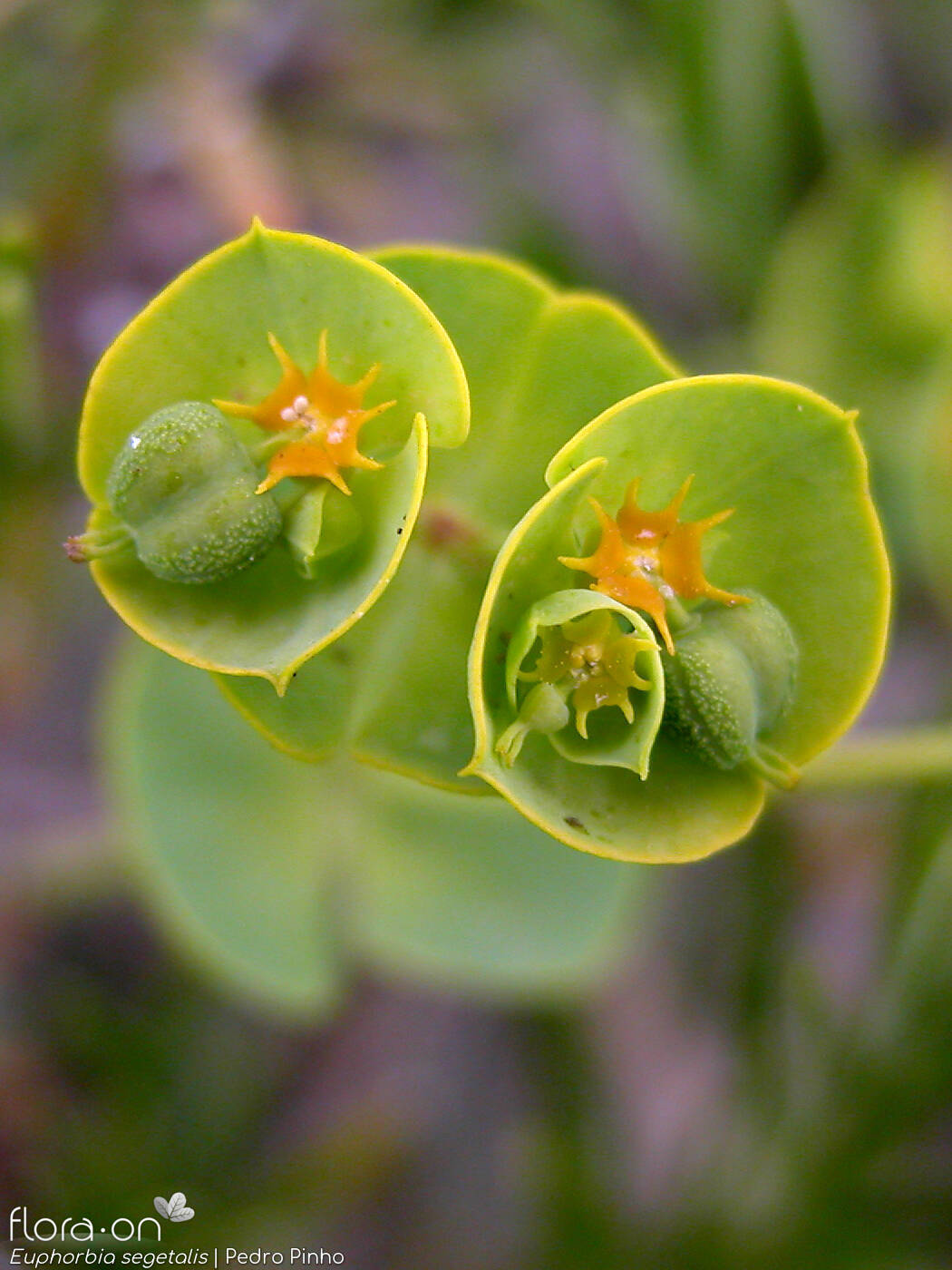 Euphorbia segetalis - Flor (close-up) | Pedro Pinho; CC BY-NC 4.0