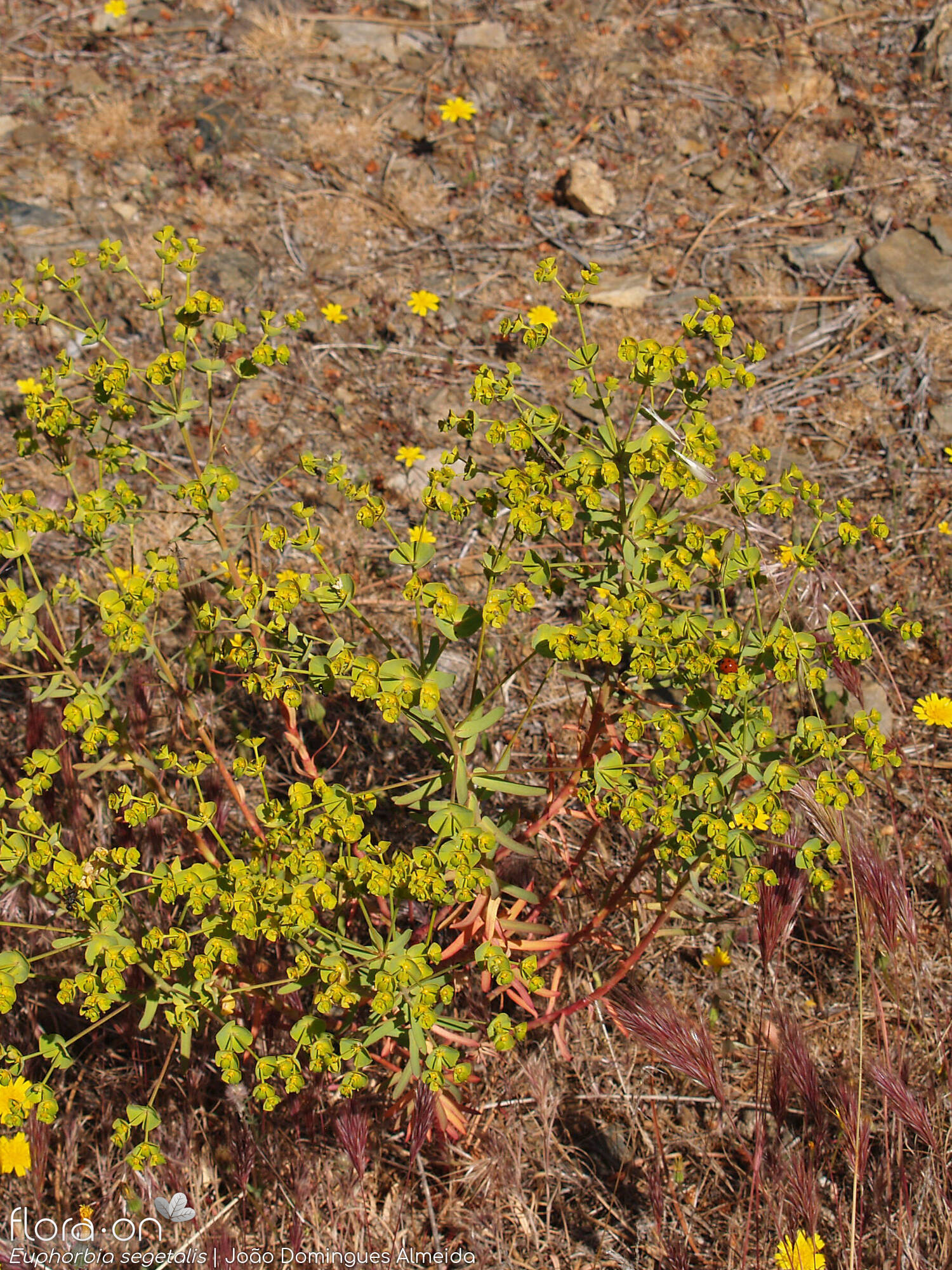 Euphorbia segetalis - Hábito | João Domingues Almeida; CC BY-NC 4.0