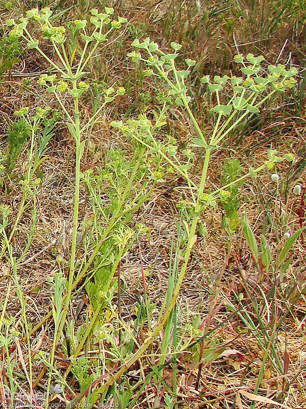 Euphorbia terracina - Hábito | Valter Jacinto; CC BY-NC 4.0