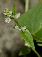 Fallopia convolvulus