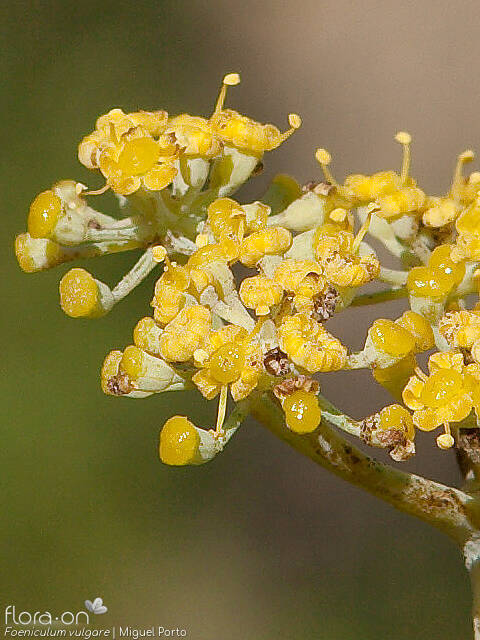Foeniculum vulgare - Flor (close-up) | Miguel Porto; CC BY-NC 4.0