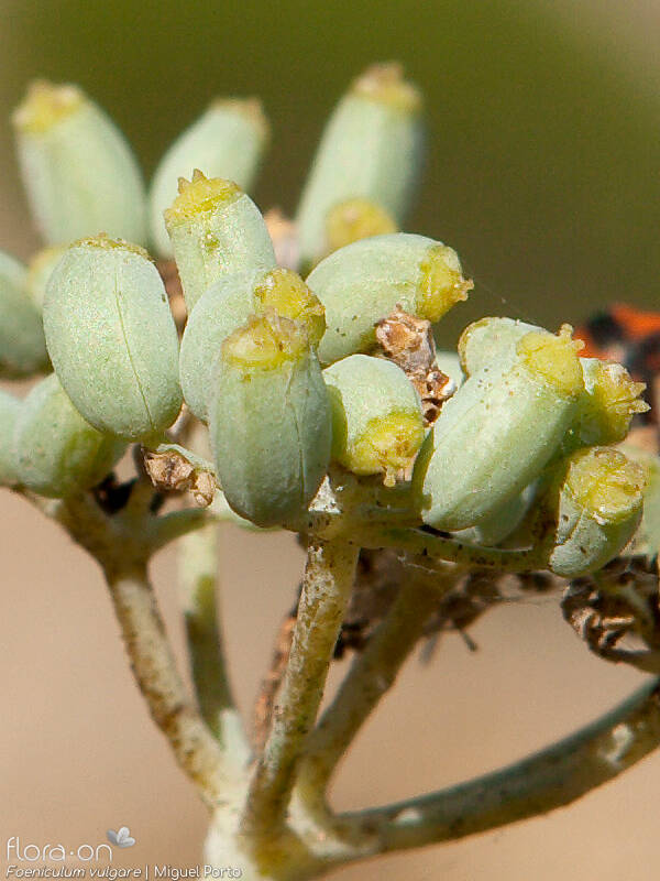 Foeniculum vulgare - Fruto | Miguel Porto; CC BY-NC 4.0