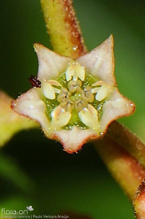 Frangula azorica - Flor (close-up) | Paulo Ventura Araújo; CC BY-NC 4.0